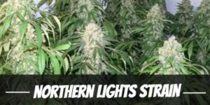Northern Lights Strain
