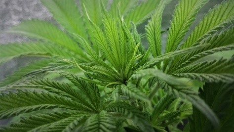 not flowering yet