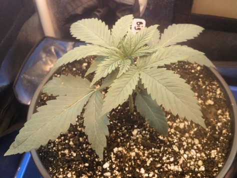 Big Bloom