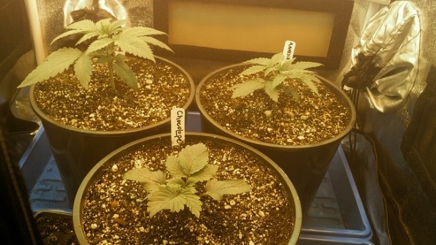 marijuana plants