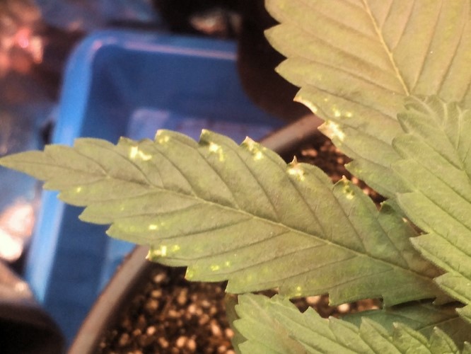 the Chocolope