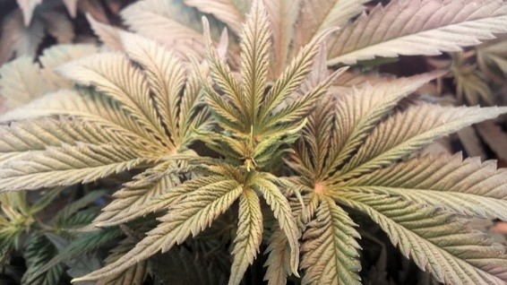 marijuana fed