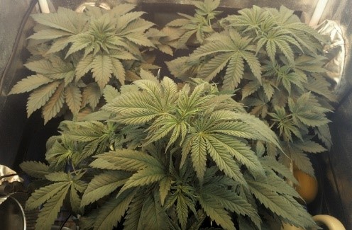 marijuana plants fed