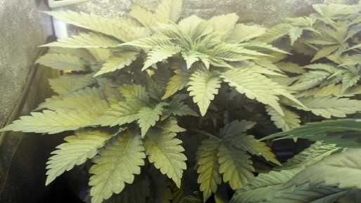 marijuana plant