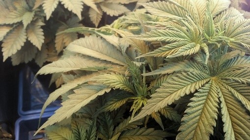 humid plant