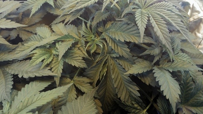 marijuana fan leaves