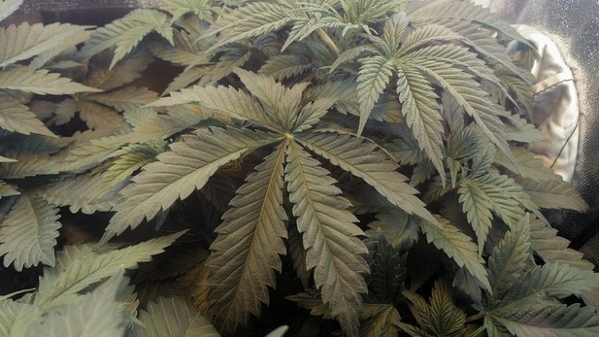 fan leaves
