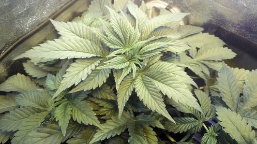 marijuana plant with space problem