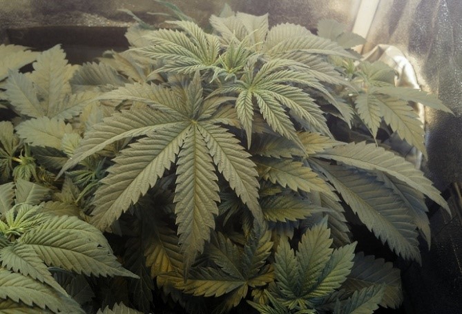 marijuana plant in pot