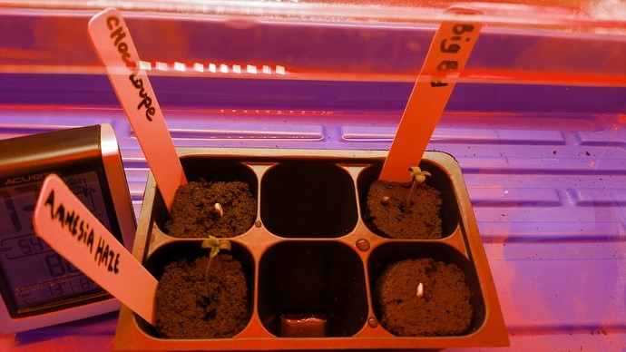 twin sprout