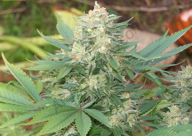 Outdoor big bud cannabis seeds