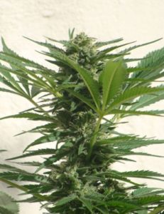 Outdoor cheese cannabis seeds