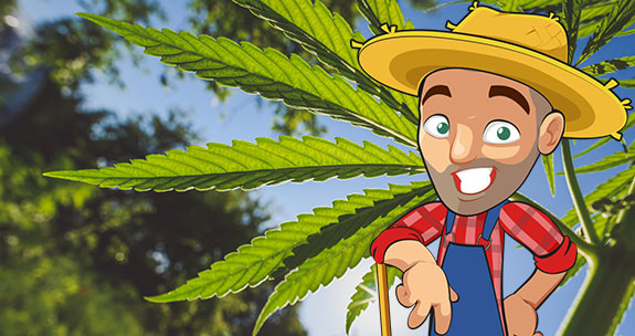 marijuana grow calendar