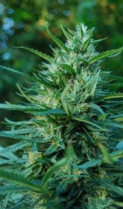 Outdoor og kush cannabis seeds