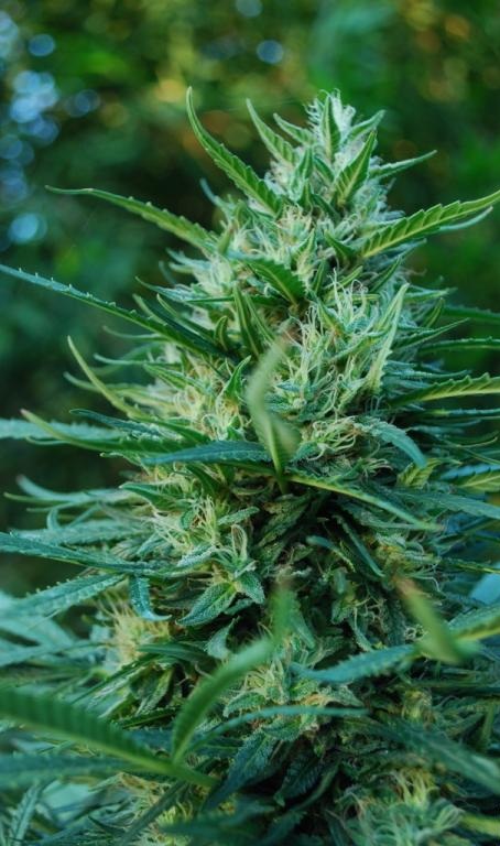 Outdoor og kush cannabis seeds