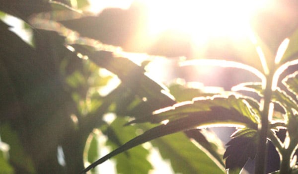 outdoor sunlight growing seedlings