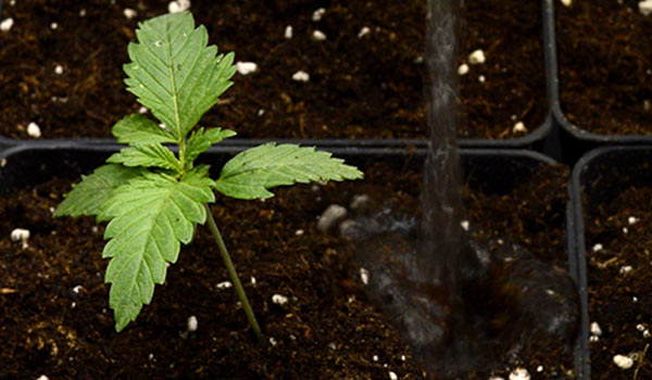 overwatering poor drainage-cannabis