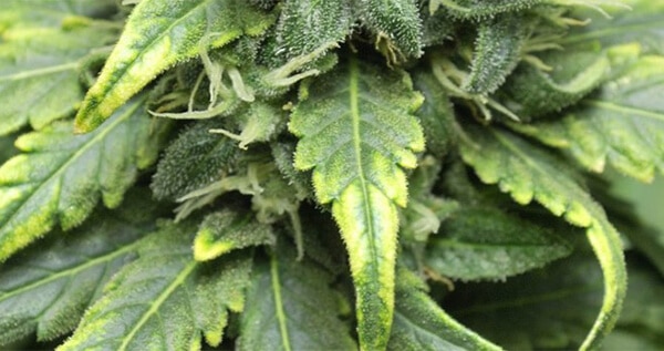 measuring ppm for marijuana grow