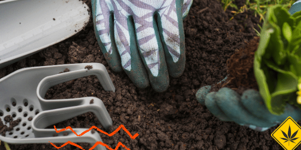 benefits of Companion Gardening