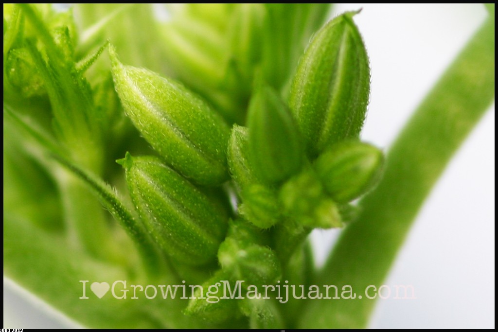 Pictures of male weed plants