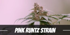 Pink Runtz Strain