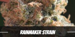 rainmaker strain