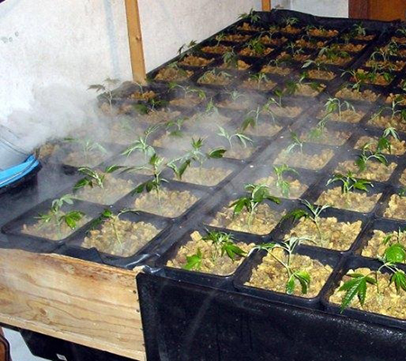 Raise cannabis humidity