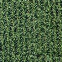 The Best Places To Grow Marijuana Outdoors