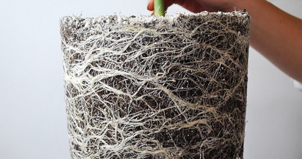 Rootbound cannabis example