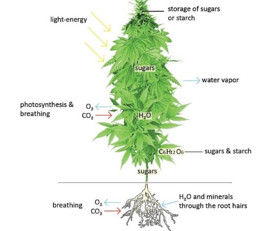 sugar creation in a marijuana plant