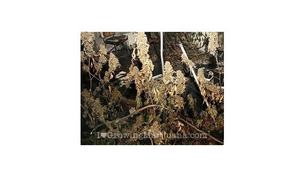 safety grow lights marijuana