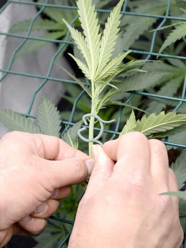 Screen of green plant yield step 2