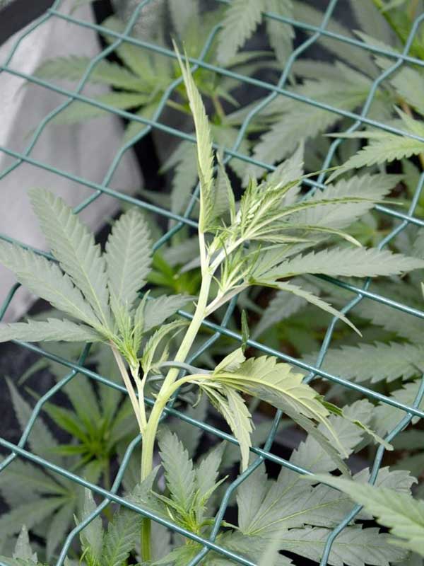 Screen of green plant yield step 3