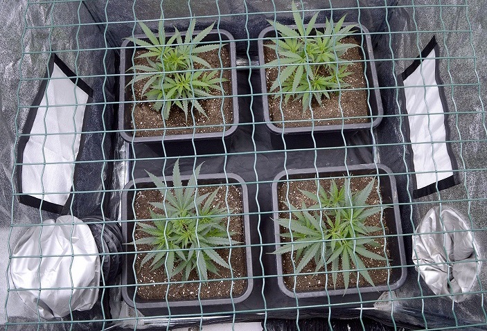 Scrogging creates bushy plants