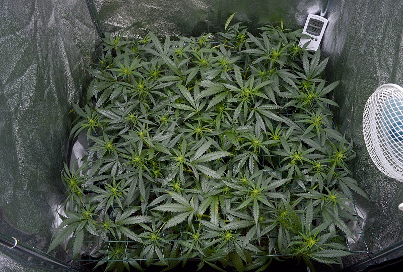 Scrogging creates many leaves