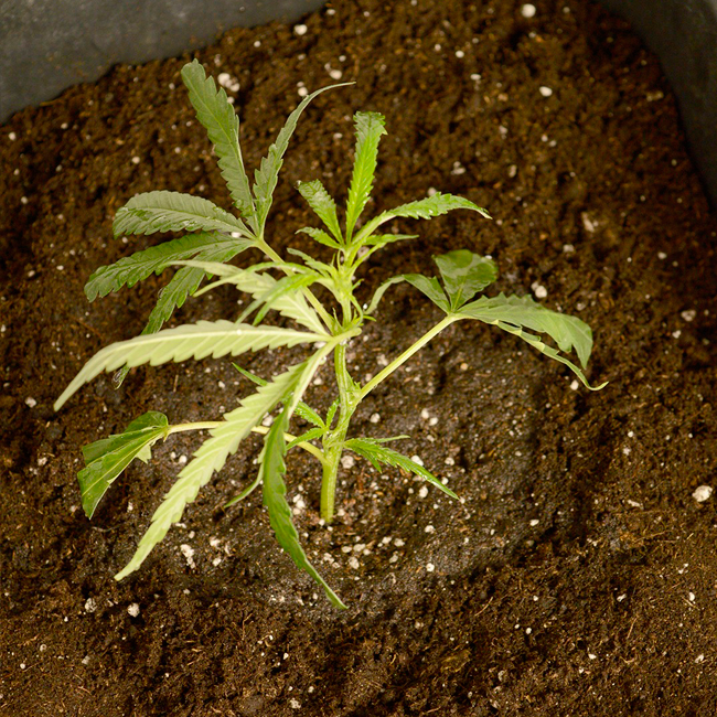 Watering scrog plants