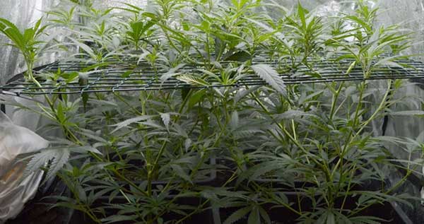 Screen of green day 35