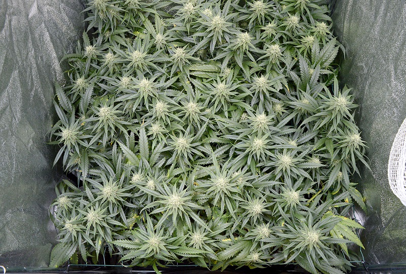 Scrogging yield