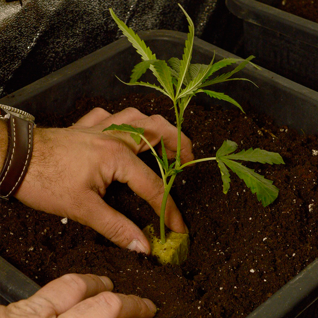 Place scrog plants
