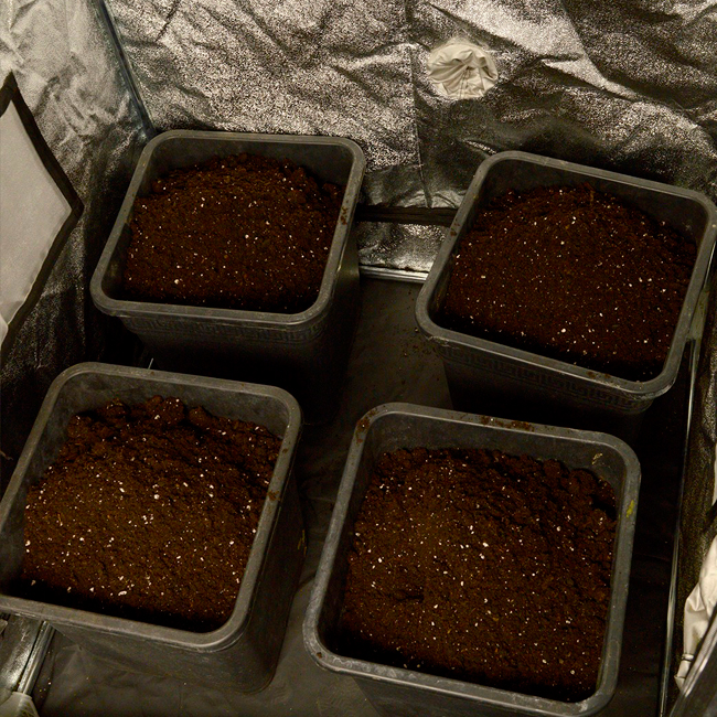 Place scrog pots