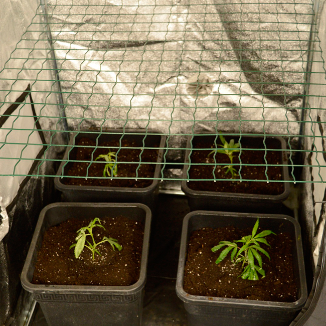 Scrog setup ready