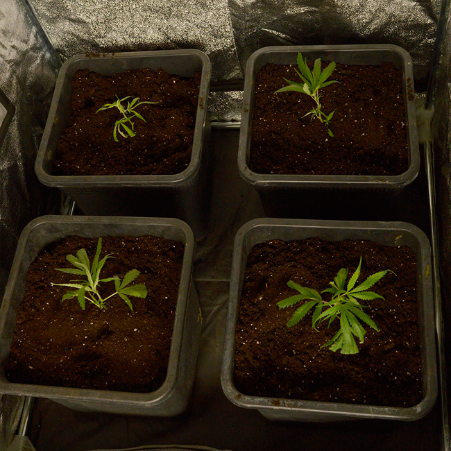 Setup scrog