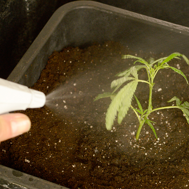 Spray scrog plants