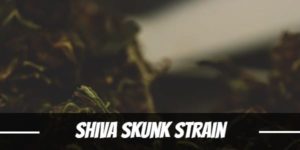 shiva skunk strain