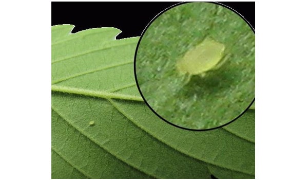 signs of aphids on marijuana-plants
