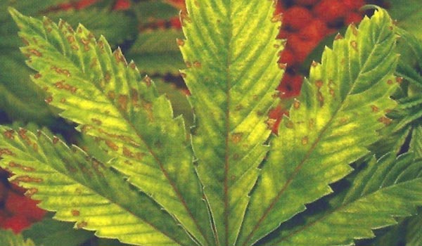 signs of phosphorus deficiency marijuana