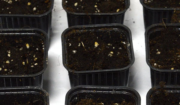 small pots seedlings