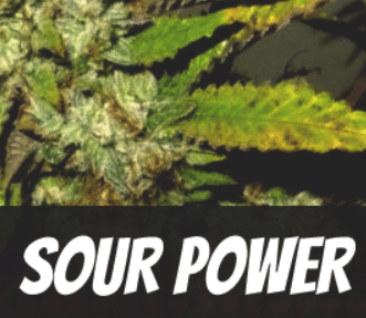 Sour Power Strain