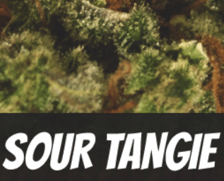 Sour Tangie Strain