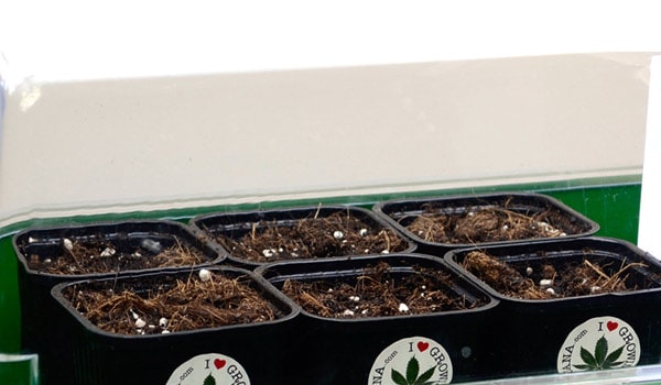 sprouting indoors cannabis